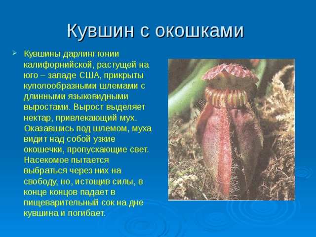 Кувшин с окошками Кувшины дарлингтонии калифорнийской, растущей на юго – западе США, прикрыты куполообразными шлемами с длинными языковидными выростами. Вырост выделяет нектар, привлекающий мух. Оказавшись под шлемом, муха видит над собой узкие окошечки, пропускающие свет. Насекомое пытается выбраться через них на свободу, но, истощив силы, в конце концов падает в пищеварительный сок на дне кувшина и погибает.  