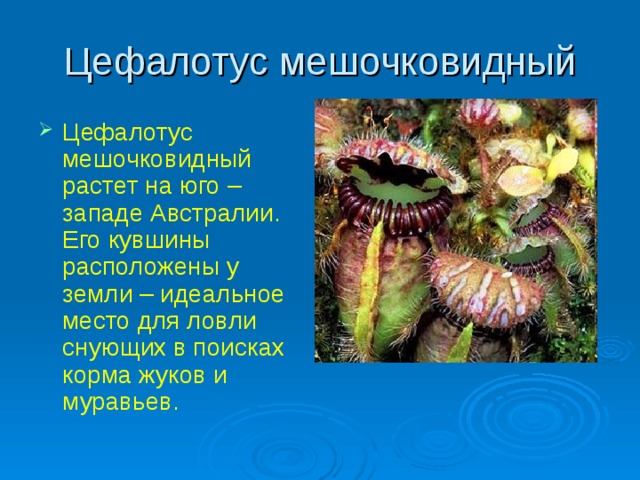 Цефалотус мешочковидный Цефалотус мешочковидный растет на юго – западе Австралии. Его кувшины расположены у земли – идеальное место для ловли снующих в поисках корма жуков и муравьев.  
