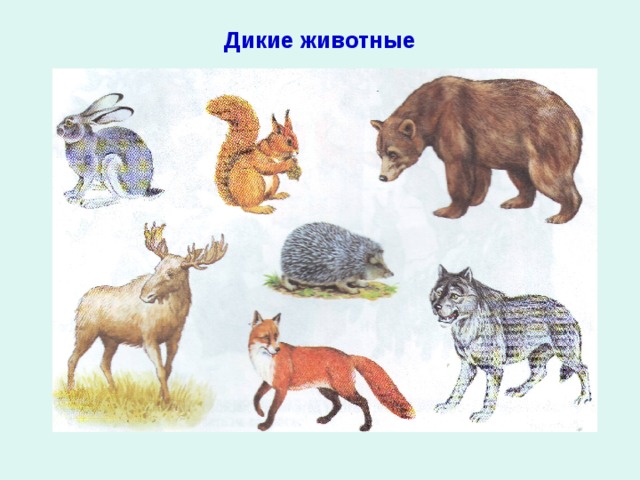 Дикие животные 