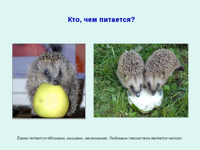 Кто, чем питается? Ёжики питаются яблоками, мышами, насекомыми. Любимым лакомством является молоко. 