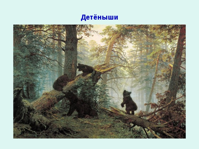Детёныши 