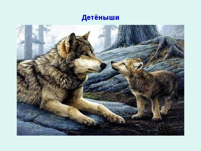 Детёныши 