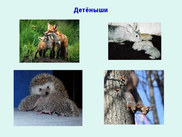 Детёныши 