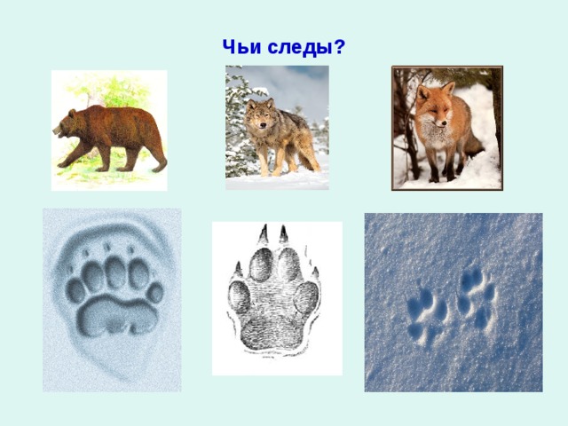 Чьи следы? 