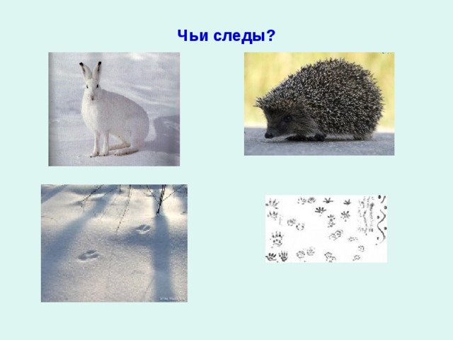 Чьи следы? 