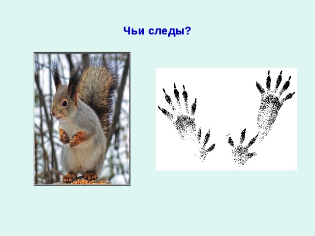 Чьи следы? 