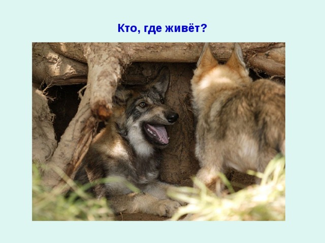 Кто, где живёт? 