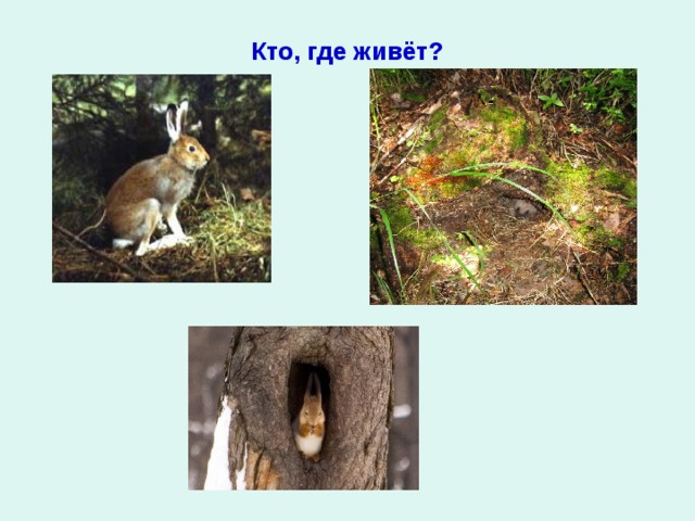Кто, где живёт? 
