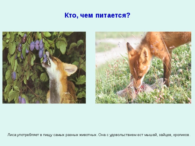 Кто, чем питается? Лиса употребляет в пищу самых разных животных. Она с удовольствием ест мышей, зайцев, кроликов. 