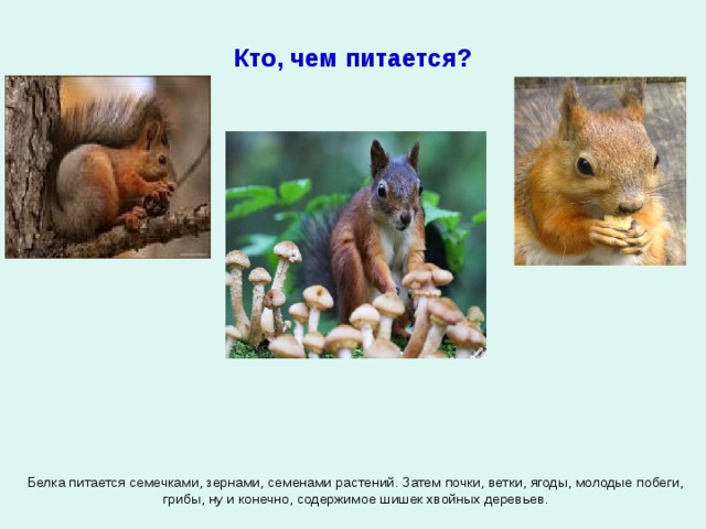 Кто, чем питается? Белка питается семечками, зернами, семенами растений. Затем почки, ветки, ягоды, молодые побеги, грибы, ну и конечно, содержимое шишек хвойных деревьев. 