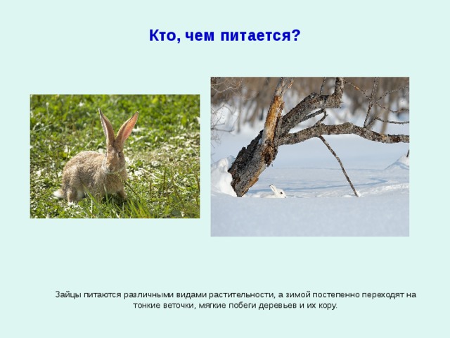 Кто, чем питается? Зайцы питаются различными видами растительности, а зимой постепенно переходят на тонкие веточки, мягкие побеги деревьев и их кору. 