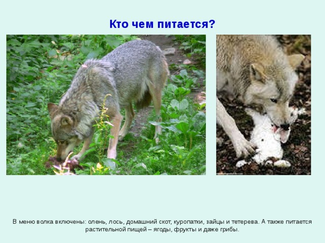 Кто чем питается? В меню волка включены: олень, лось, домашний скот, куропатки, зайцы и тетерева. А также питается растительной пищей – ягоды, фрукты и даже грибы. 