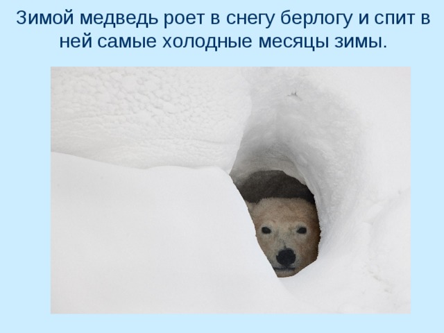 Зимой медведь роет в снегу берлогу и спит в ней самые холодные месяцы зимы. 