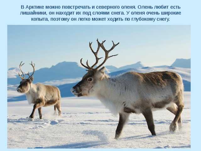 В Арктике можно повстречать и северного оленя. Олень любит есть лишайники, он находит их под слоями снега. У оленя очень широкие копыта, поэтому он легко может ходить по глубокому снегу. 