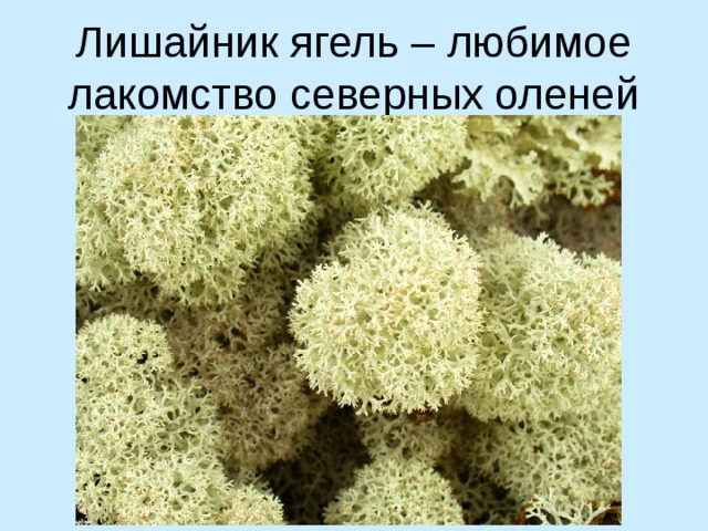Лишайник ягель – любимое лакомство северных оленей 