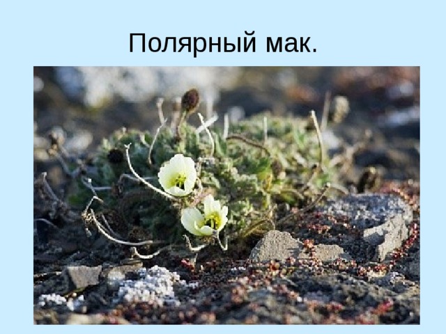 Полярный мак. 