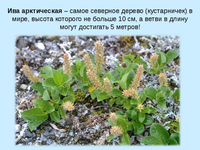Ива арктическая – самое северное дерево (кустарничек) в мире, высота которого не больше 10 см, а ветви в длину могут достигать 5 метров! 