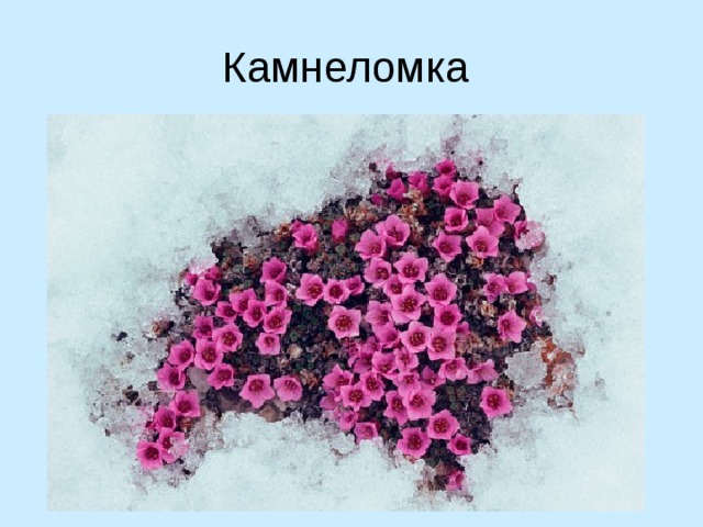 Камнеломка 