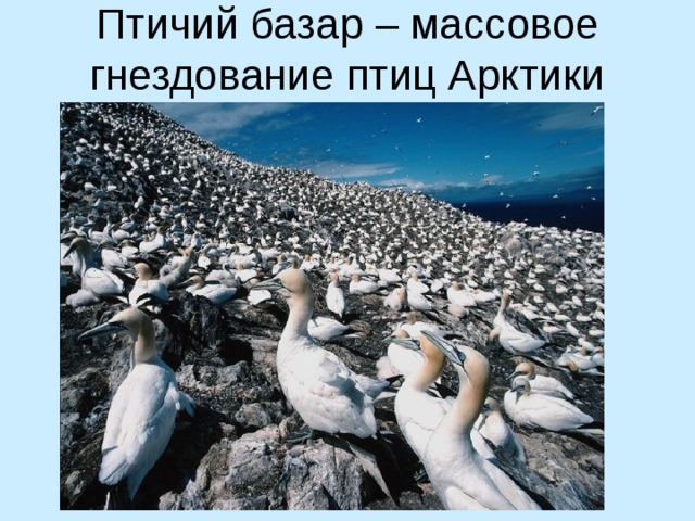 Птичий базар – массовое гнездование птиц Арктики 