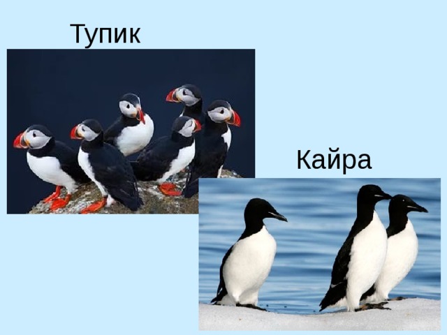 Тупик Кайра 