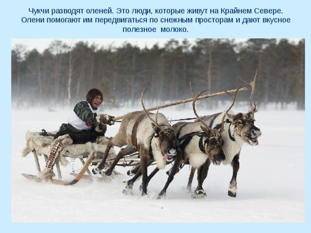 Чукчи разводят оленей. Это люди, которые живут на Крайнем Севере. Олени помогают им передвигаться по снежным просторам и дают вкусное полезное молоко. 