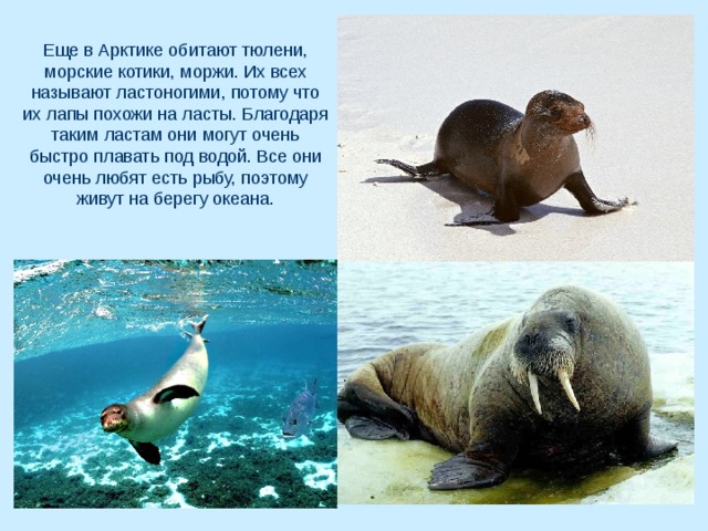 Еще в Арктике обитают тюлени, морские котики, моржи. Их всех называют ластоногими, потому что их лапы похожи на ласты. Благодаря таким ластам они могут очень быстро плавать под водой. Все они очень любят есть рыбу, поэтому живут на берегу океана. 