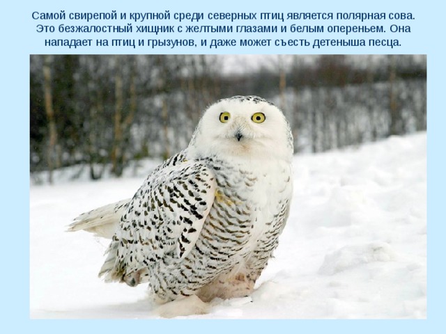 Самой свирепой и крупной среди северных птиц является полярная сова. Это безжалостный хищник с желтыми глазами и белым опереньем. Она нападает на птиц и грызунов, и даже может съесть детеныша песца. 
