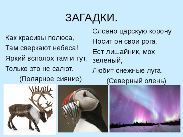 ЗАГАДКИ. Словно царскую корону Носит он свои рога. Ест лишайник, мох зеленый, Любит снежные луга.  (Северный олень) Как красивы полюса, Там сверкают небеса! Яркий всполох там и тут, Только это не салют.  (Полярное сияние) 