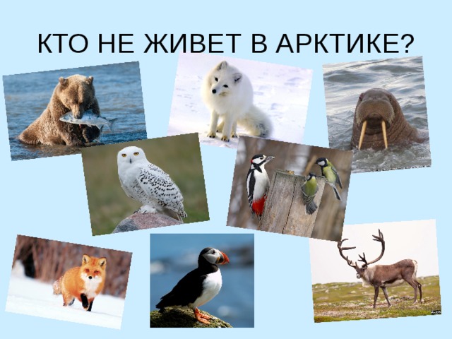 КТО НЕ ЖИВЕТ В АРКТИКЕ? 