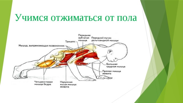 Учимся отжиматься от пола 