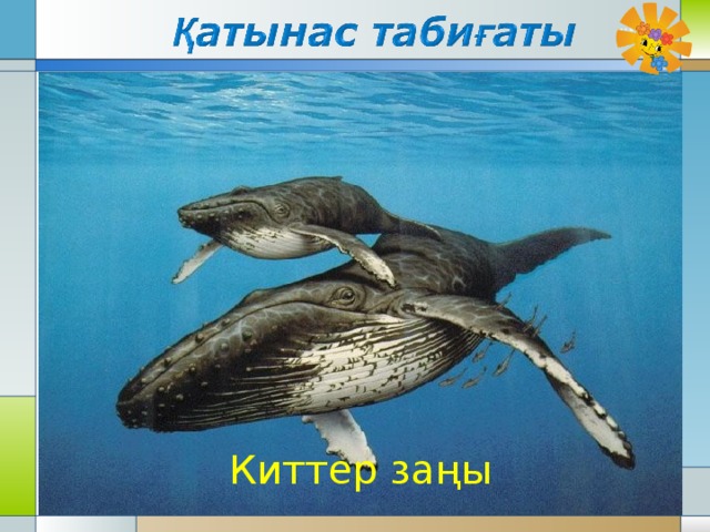 Киттер заңы 