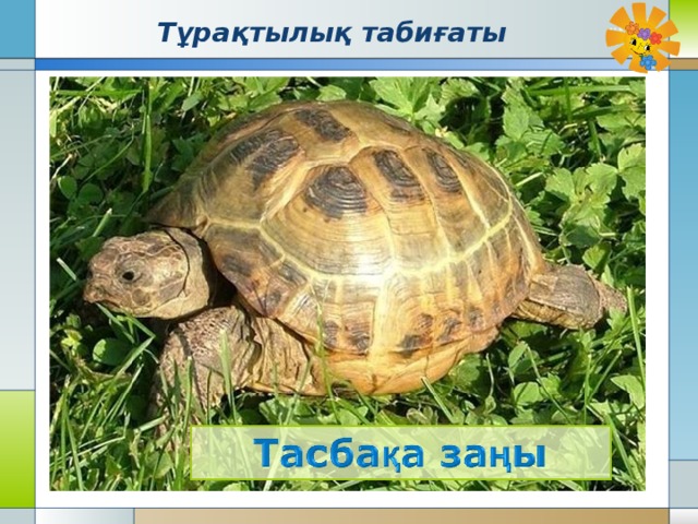 Тұрақтылық табиғаты 