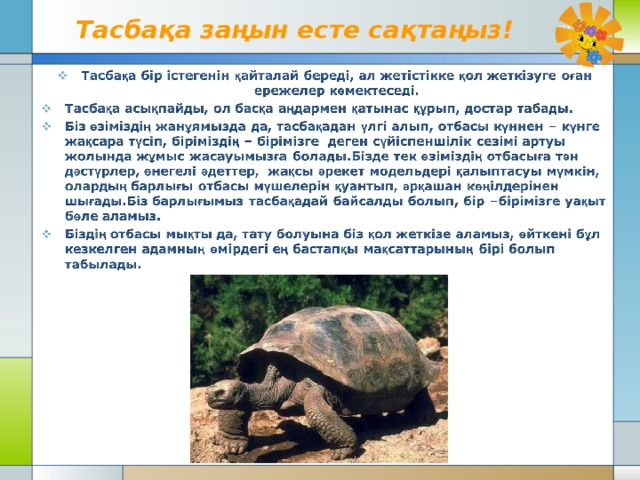 Тасбақа заңын есте сақтаңыз! 
