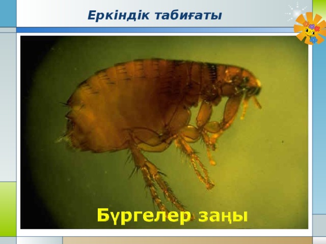 Еркіндік табиғаты 