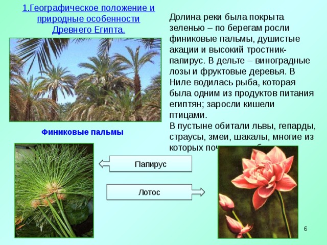 Долина реки была покрыта зеленью – по берегам росли финиковые пальмы, душистые акации и высокий тростник- папирус. В дельте – виноградные лозы и фруктовые деревья. В Ниле водилась рыба, которая была одним из продуктов питания египтян; заросли кишели птицами. В пустыне обитали львы, гепарды, страусы, змеи, шакалы, многие из которых почитались божеств. 1.Географическое положение и природные особенности Древнего Египта.   Финиковые пальмы Папирус Лотос   
