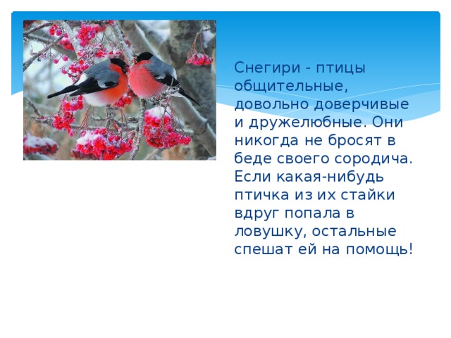 Снегири - птицы общительные, довольно доверчивые и дружелюбные. Они никогда не бросят в беде своего сородича. Если какая-нибудь птичка из их стайки вдруг попала в ловушку, остальные спешат ей на помощь! 