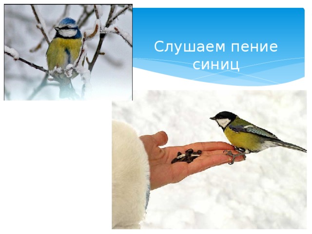 Слушаем пение синиц 
