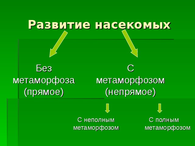 С неполным метаморфозом Развитие насекомых Без метаморфоза (прямое) С метаморфозом (непрямое) С полным метаморфозом 