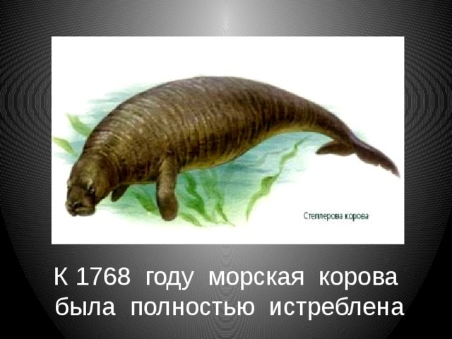 К 1768 году морская корова была полностью истреблена 