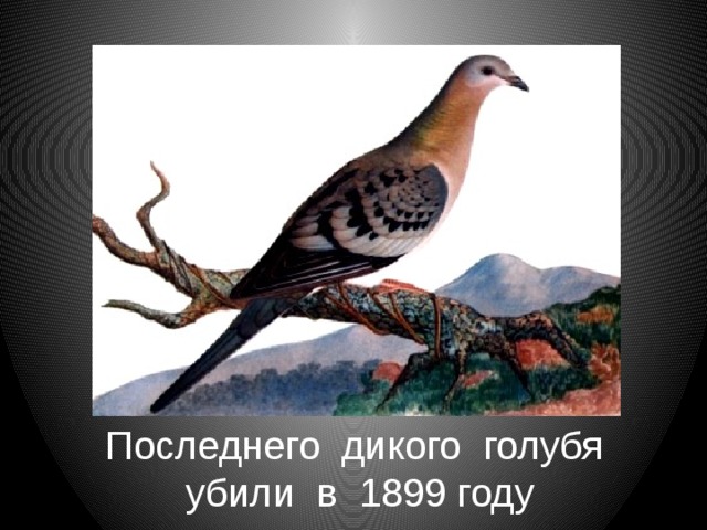 Последнего дикого голубя убили в 1899 году 
