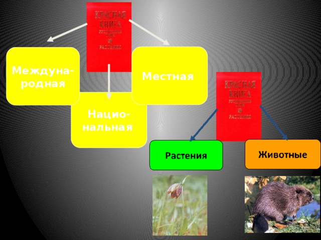 Местная Междуна- родная Нацио- нальная 