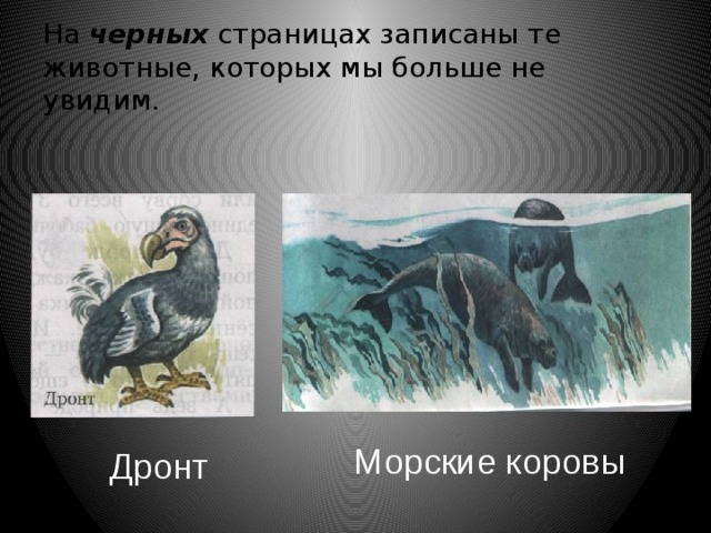 На черных страницах записаны те животные, которых мы больше не увидим.  Морские коровы Дронт 