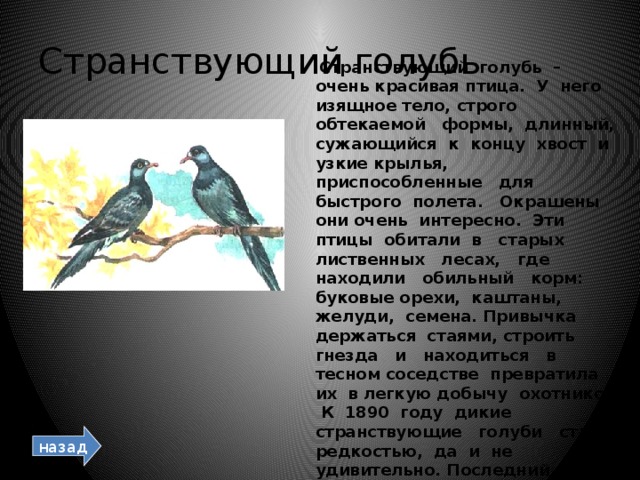 Странствующий голубь  Странствующий голубь – очень красивая птица. У него изящное тело, строго обтекаемой формы, длинный, сужающийся к концу хвост и узкие крылья, приспособленные для быстрого полета. Окрашены они очень интересно. Эти птицы обитали в старых лиственных лесах, где находили обильный корм: буковые орехи, каштаны, желуди, семена. Привычка держаться стаями, строить гнезда и находиться в тесном соседстве превратила их в легкую добычу охотников. К 1890 году дикие странствующие голуби стали редкостью, да и не удивительно. Последний странствующий голубь умер в 1900 году.  назад 