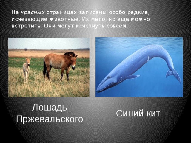На красных страницах  записаны  особо редкие, исчезающие животные. Их мало, но еще можно встретить. Они могут исчезнуть совсем. Лошадь Пржевальского Синий кит 