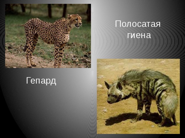 Полосатая гиена Гепард 