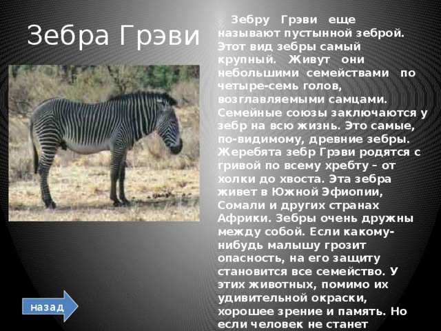 Зебра Грэви  Зебру Грэви еще называют пустынной зеброй. Этот вид зебры самый крупный. Живут они небольшими семействами по четыре-семь голов, возглавляемыми самцами. Семейные союзы заключаются у зебр на всю жизнь. Это самые, по-видимому, древние зебры. Жеребята зебр Грэви родятся с гривой по всему хребту – от холки до хвоста. Эта зебра живет в Южной Эфиопии, Сомали и других странах Африки. Зебры очень дружны между собой. Если какому-нибудь малышу грозит опасность, на его защиту становится все семейство. У этих животных, помимо их удивительной окраски, хорошее зрение и память. Но если человек не станет охранять этих животных, они могут исчезнуть навсегда. назад 