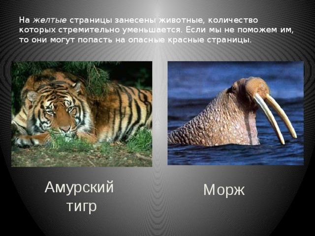 На желтые страницы занесены животные, количество которых стремительно уменьшается. Если мы не поможем им, то они могут попасть на опасные красные страницы. Амурский тигр Морж 
