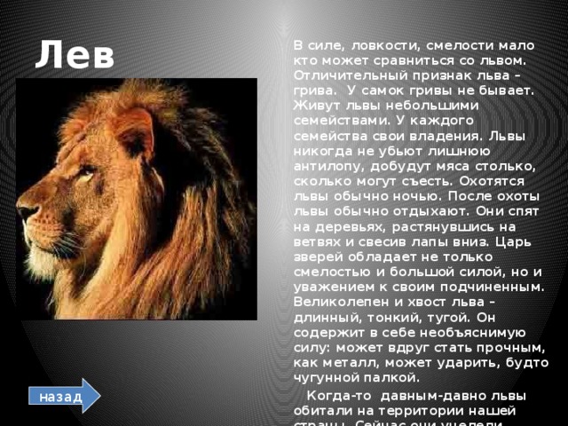Лев  В силе, ловкости, смелости мало кто может сравниться со львом. Отличительный признак льва – грива. У самок гривы не бывает. Живут львы небольшими семействами. У каждого семейства свои владения. Львы никогда не убьют лишнюю антилопу, добудут мяса столько, сколько могут съесть. Охотятся львы обычно ночью. После охоты львы обычно отдыхают. Они спят на деревьях, растянувшись на ветвях и свесив лапы вниз. Царь зверей обладает не только смелостью и большой силой, но и уважением к своим подчиненным. Великолепен и хвост льва – длинный, тонкий, тугой. Он содержит в себе необъяснимую силу: может вдруг стать прочным, как металл, может ударить, будто чугунной палкой.  Когда-то давным-давно львы обитали на территории нашей страны. Сейчас они уцелели только в Африке и Индии . назад 