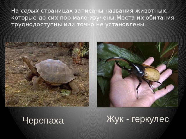 На серых страницах записаны названия животных, которые до сих пор мало изучены.Места их обитания труднодоступны или точно не установлены .  Жук - геркулес Черепаха 