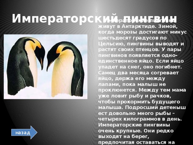 Императорский пингвин  Императорские пингвины живут в Антарктиде. Зимой, когда морозы достигают минус шестьдесят градусов по Цельсию, пингвины выводят и растят своих птенцов. У пары пингвинов появляется одно-единственное яйцо. Если яйцо упадет на снег, оно погибнет. Самец два месяца согревает яйцо, держа его между лапами, пока малыш не проклюнется. Между тем мама уже ловит рыбу и рачков, чтобы прокормить будущего малыша. Подросший детеныш ест довольно много рыбы – четырех килограммов в день. Императорские пингвины очень крупные. Они редко выходят на берег, предпочитая оставаться на морском льду. назад 